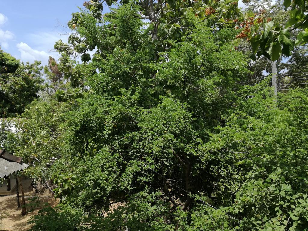 Sigiri Forest View Sigirîya Extérieur photo
